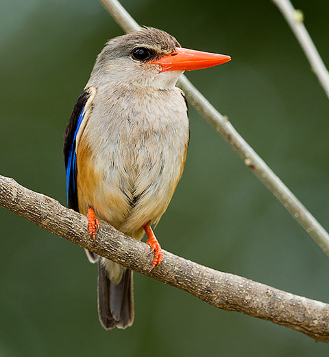 Grey-headed Kingfisher
